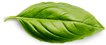 Basil Leaf 4